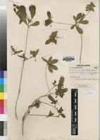 Type of Pavetta gracillima S.Moore [family RUBIACEAE]
