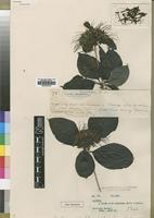 Type of Pavetta comostyla S.Moore [family RUBIACEAE]