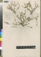 Type of Achyropsis fruticulosa C.B.Clarke [family AMARANTHACEAE]