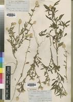 Type of Celosia welwitschii Schinz [family AMARANTHACEAE]