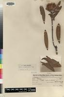 Isotype of Protea rubrobracteata Engl. [family PROTEACEAE]