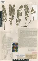 Holotype of Asplenium complanatum C.Chr. [family ASPLENIACEAE]