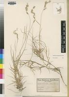 Type of Schmidtia glabra Pilg. [family POACEAE]