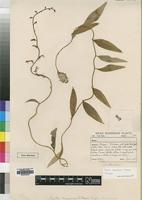 Holotype of Cyphia mazoensis S.Moore [family LOBELIACEAE]