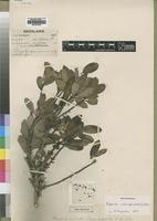 Type of Rapanea melanophloeos (L.) Mez [family MYRSINACEAE]