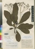Isotype of Rauvolfia tchibangensis Pellegr. [family APOCYNACEAE]
