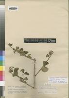 Isolectotype of Strychnos spinosa Baker var. pubescens [family LOGANIACEAE]
