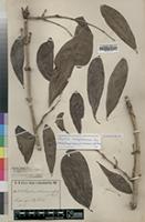 Isolectotype of Strychnos stenoneura Gilg&Busse [family LOGANIACEAE]