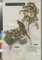 Isotype of Nuxia floribunda Benth. [family BUDDLEJACEAE]
