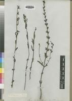 Type of Striga forbesii Benth. [family SCROPHULARIACEAE]