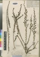 Type of Selago welwitschii Rolfe [family SCROPHULARIACEAE]