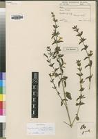 Type of Dyschoriste alba S.Moore [family ACANTHACEAE]