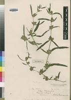 Type of Dicliptera swynnertonii S.Moore [family ACANTHACEAE]