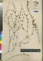 Syntype of Justicia lorteae Rendle [family ACANTHACEAE]