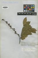 Isotype of Drepanocarpus crista-castrensis Benth. var. latifolius [family LEGUMINOSAE]