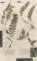 Isosyntype of Asplenium erectum Bory ex Willd. [family ASPIDIACEAE]