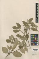 Type of Mussaenda tomentosa Wight [family RUBIACEAE]