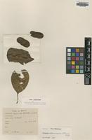 Type of Terminalia latialata C.T.White [family COMBRETACEAE]