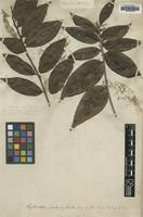 Type of Phyllanthus axillaris (Sw.) Mull.Arg [family EUPHORBIACEAE]