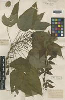 Type of Acalypha noronhae Ridl. [family EUPHORBIACEAE]