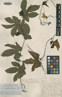 Type of Physedra heterophylla A.Chev. [family CUCURBITACEAE]