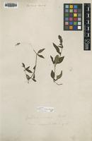 Type of Justicia flava (Forssk.) Vahl [family ACANTHACEAE]