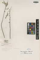 Type of Achyranthes polystachya Forssk. [family AMARANTHACEAE]
