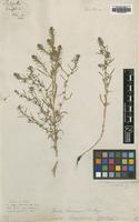 Type of Suaeda sieversiana Pall. [family CHENOPODIACEAE]