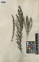Type of Salsola baccifera Pall. [family CHENOPODIACEAE]