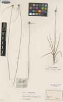 Isotype of Kyllinga albescens Steud. [family CYPERACEAE]