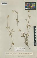 Type of Gomphrena blanchetii Moq. [family AMARANTHACEAE]
