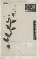 Type of Gomphrena tuberosa Moq. var. acutifolia [family AMARANTHACEAE]