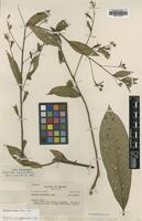 Type of Jussiaea mexiae Munz [family ONAGRACEAE]