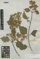 Isotype of Mikania jamesonii B.L.Rob. [family ASTERACEAE]