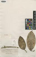 Type of Hoya crassicaulis Elmer ex Kloppenb. [family ASCLEPIADACEAE]