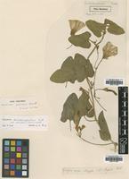 Type of Convolvulus pubescens Russell [family CONVOLVULACEAE]