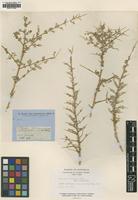 Holotype of Rhagodia spinescens R.Br. [family CHENOPODIACEAE]