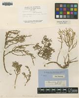 Filed as Hemichroa diandra R.Br. [family AMARANTHACEAE]