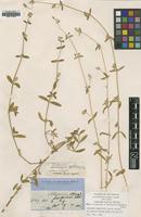 Type of Philoxerus diffusus R.Br. [family AMARANTHACEAE]