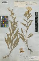 Type of Oenothera biennis A.Gray ex S.Watson var. hirsutissima [family ONAGRACEAE]