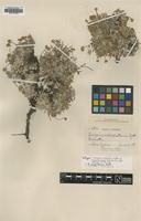 Isotype of Eriogonum caespitosum Gand. var. alyssoides [family POLYGONACEAE]