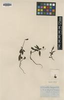 Type of Pyrola menziesii R.Br. [family ERICACEAE]