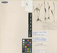 Isotype of Ophioglossum lancifolium C.Presl [family OPHIOGLOSSACEAE]