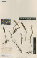 Isotype of Loxogramme fauriei Copel. [family POLYPODIACEAE]