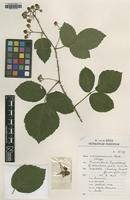 Isotype of Rubus campaniensis von Winkel ex A.Beek [family ROSACEAE]