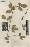 Type of Rubus radula Fisch.-Oost. var. morifolius [family ROSACEAE]