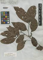 Isolectotype of Matayba inelegans Spruce ex Radlk. [family SAPINDACEAE]