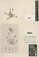 Type of Orcuttia californica Vasey [family POACEAE]
