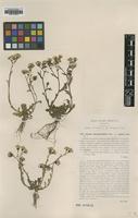 Type of Senecio leucanthemifolius Fiori var. lopezii [family ASTERACEAE]