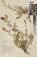 Type of Centaurea todari Lacaita var. seguenzae [family ASTERACEAE]